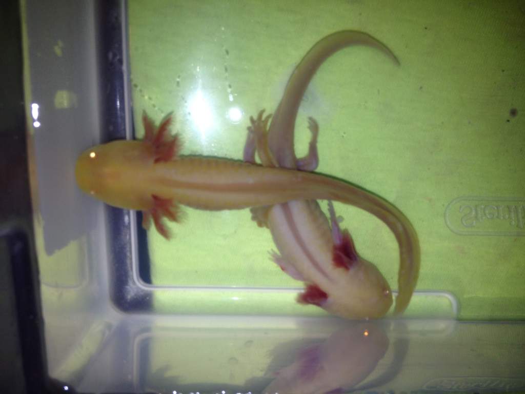 Golden albinos