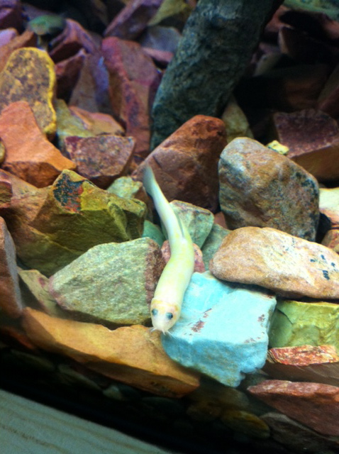 Golden dojo loach