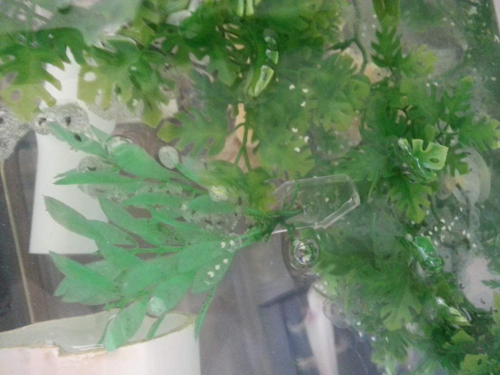 Golden eggs now elongating! Yeah!