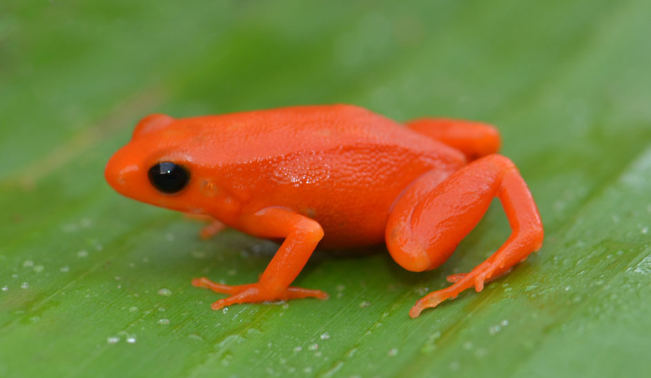 Golden Mantella frog Madagascar 2011