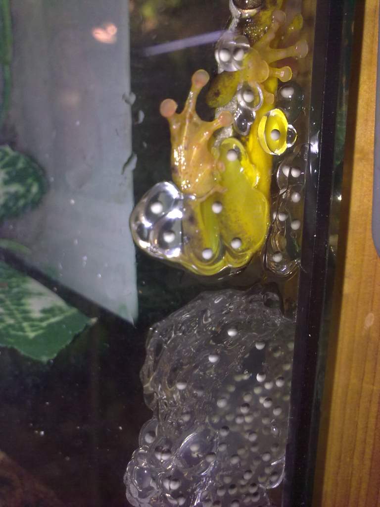 Golden Sedge Reed Frog Spawning (Hyperolius puncticulatus)