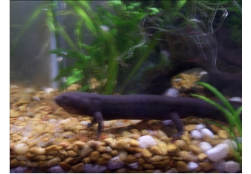 goldeneye likes blood worms.