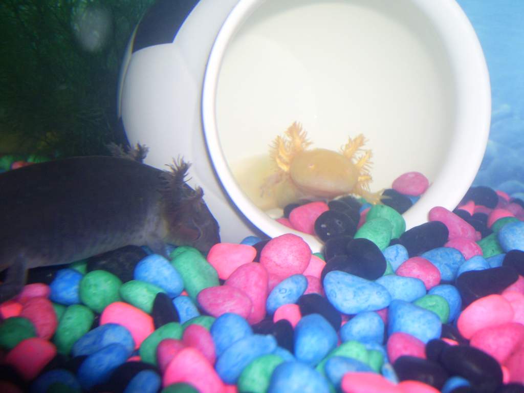 Goldie hiding in his 'cave'