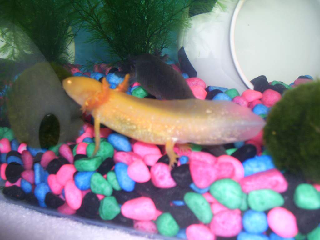 Goldie, posing!