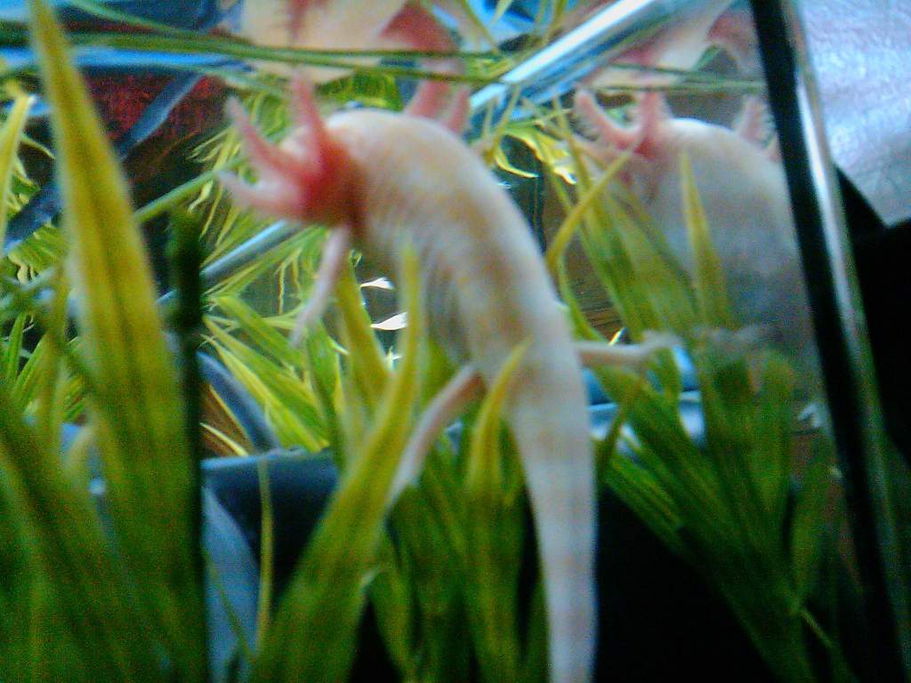 Goldie,
Self proclaimed queen of the tank...

well that and she ate almost everyone else.