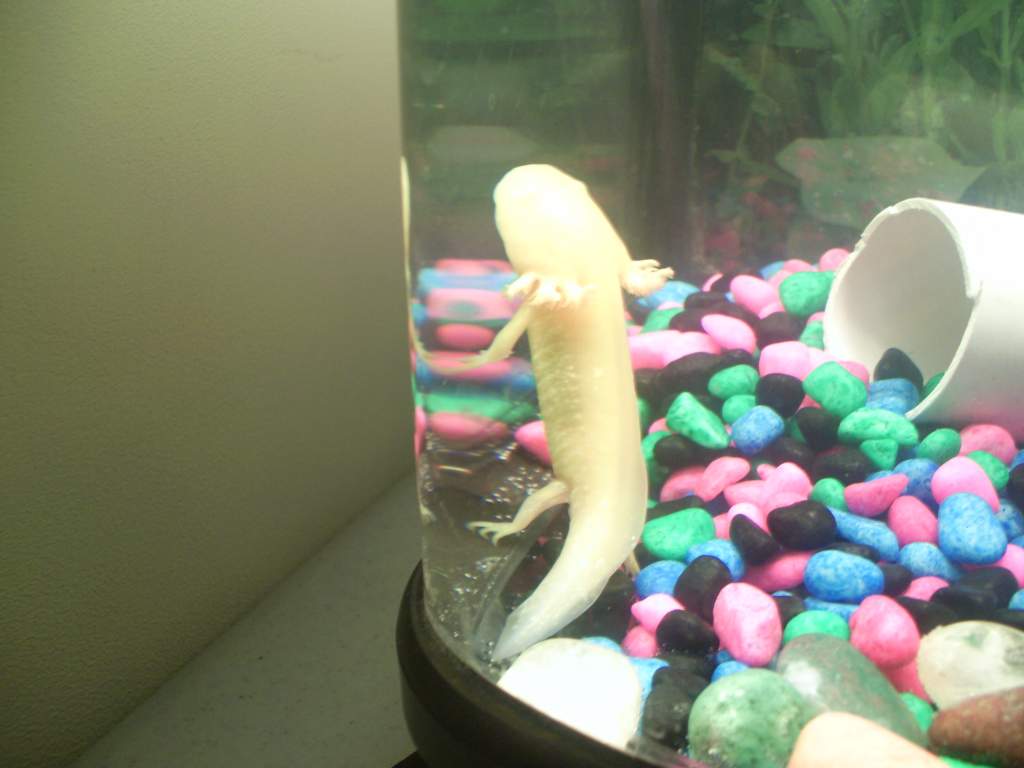 Goldie, showing off