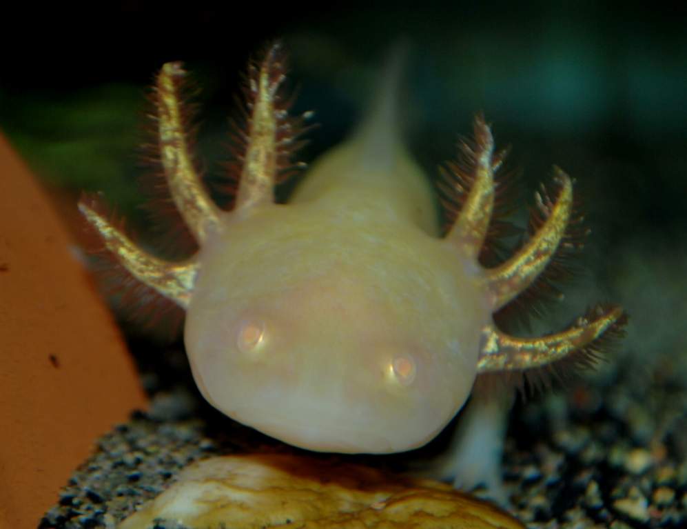 Goldy gills