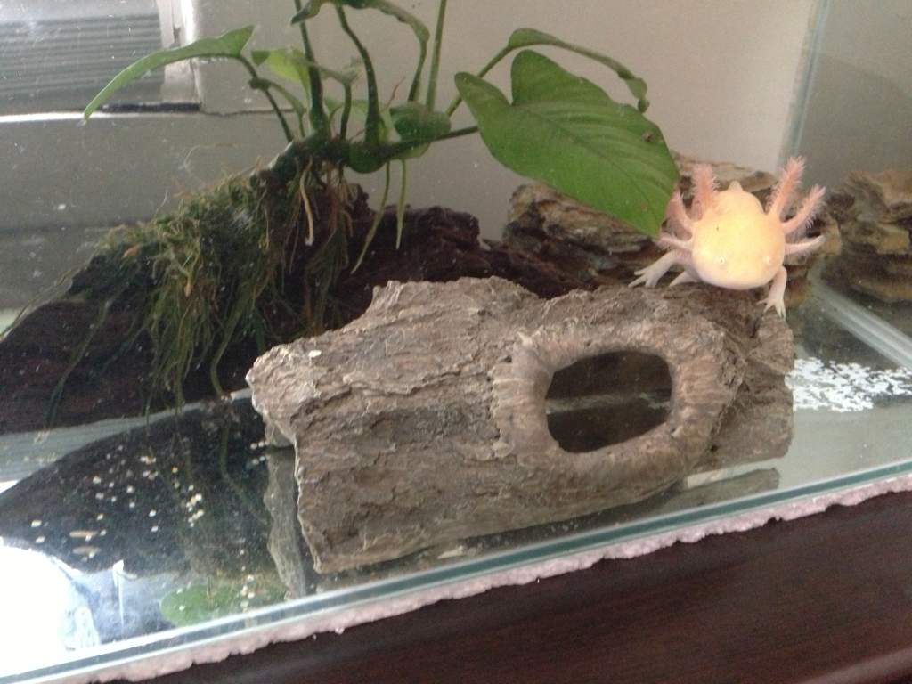 Goliath