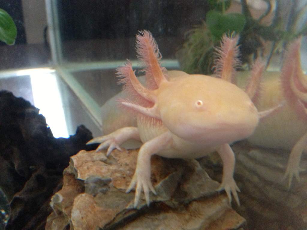 Goliath