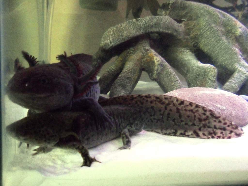 Gomez and Nacho best friends!