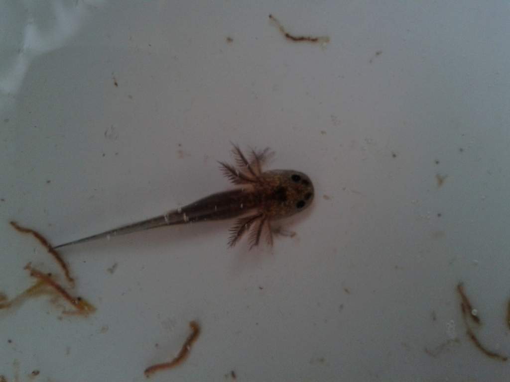 Gomez being tiny.