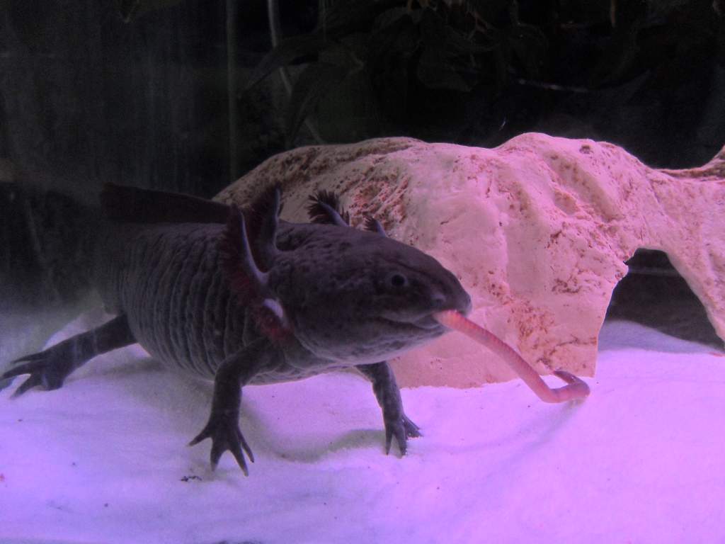 Gomez playing with his food