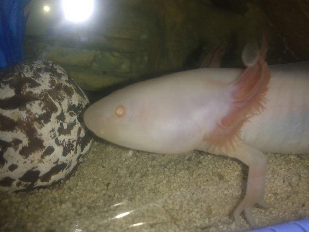 Good night pinky