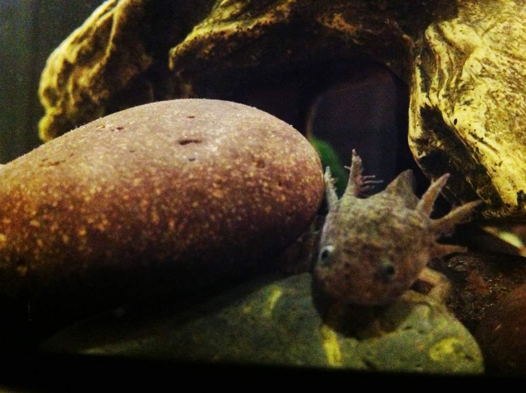 Googley eyes