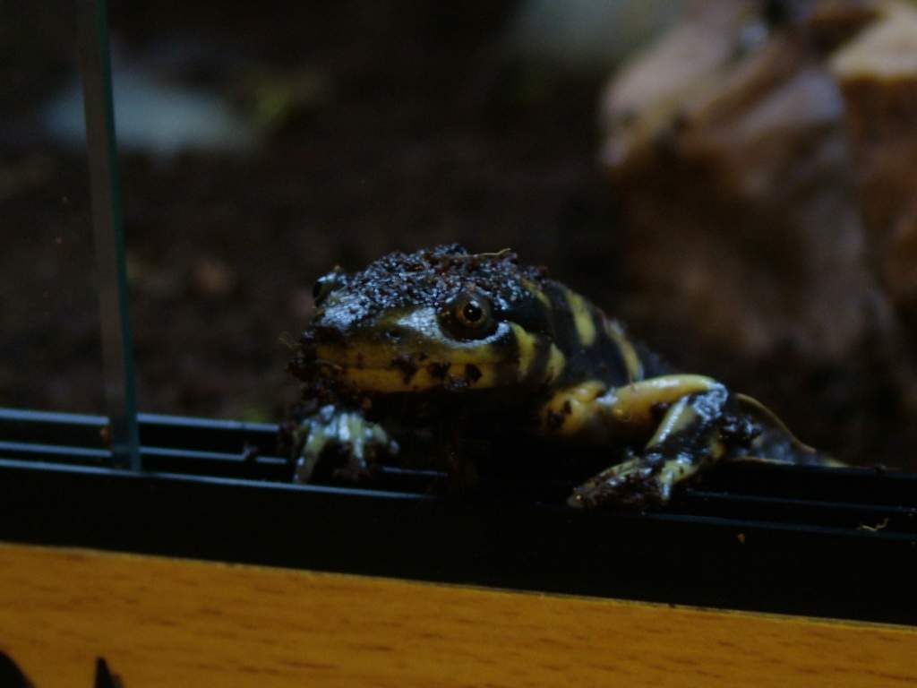 Goomba, just had a bath and now wanting food.