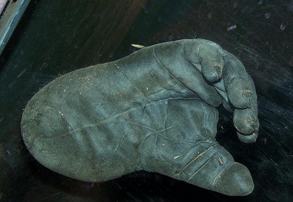 GorillaFoot