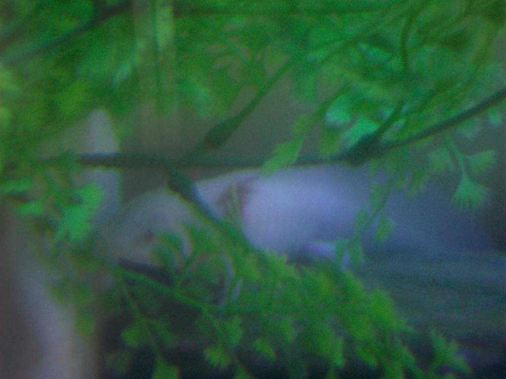 gosh....sorry its so blurry D: