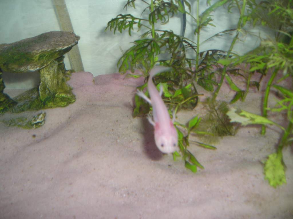 Got another clear picture of him which rarely happens with my camera