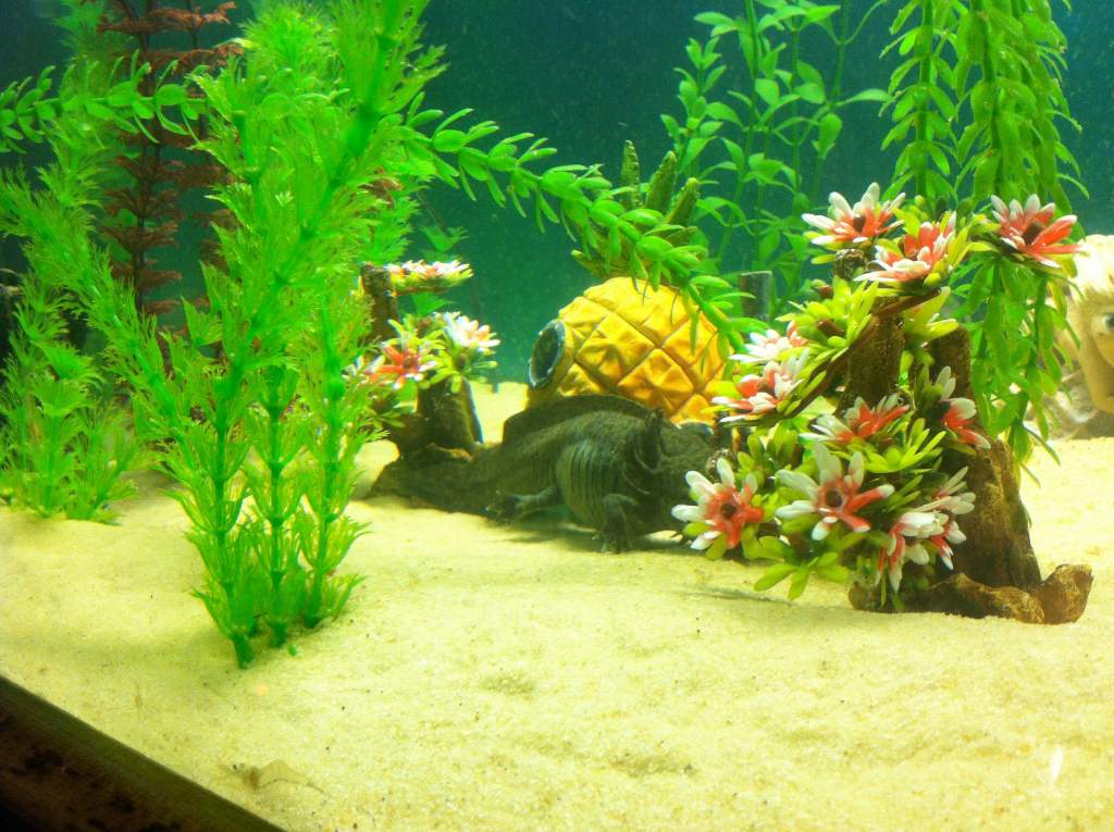 Got some beautiful new cherry blossom trees for the axies!! :)