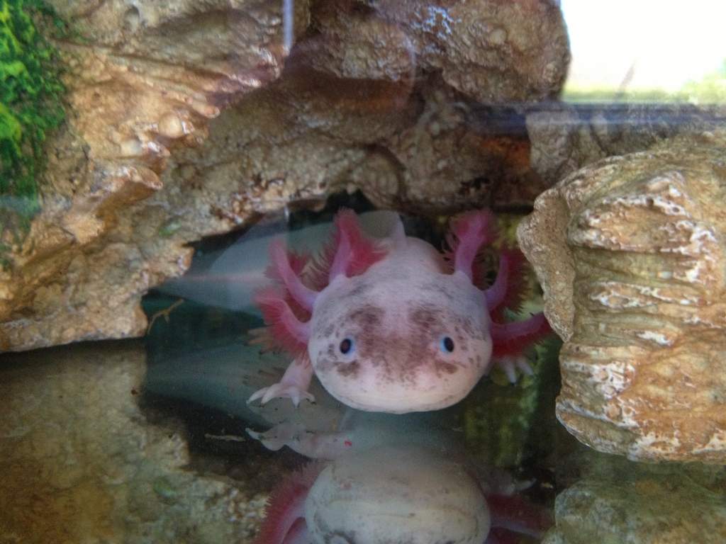 Gozalez playing hide and seek.