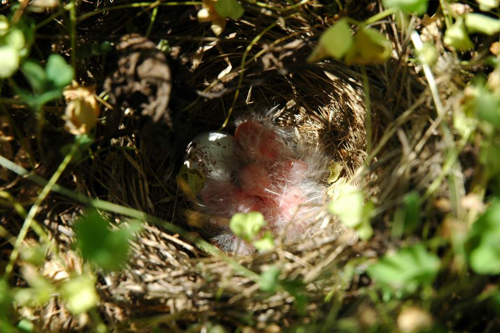 grasshopper sparrow babies