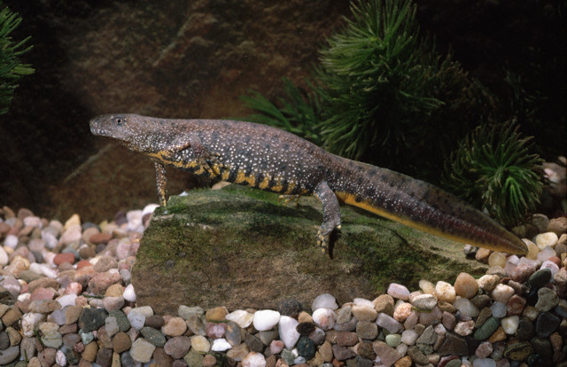 Great Crested Newt