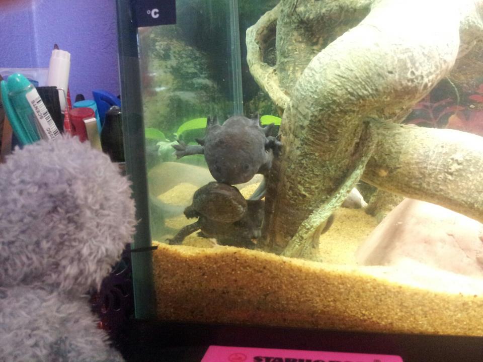 Greebo and Toothless 'kissing'