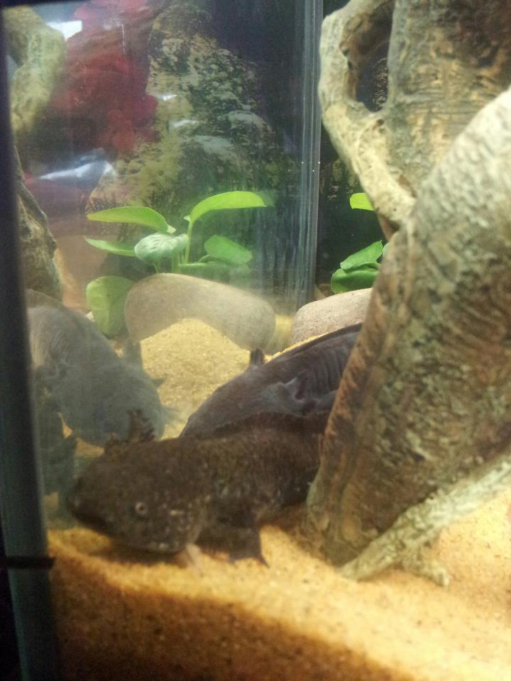 Greebo and Toothless2