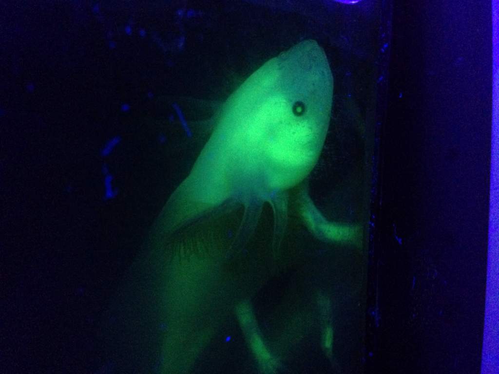 green flourescent protein