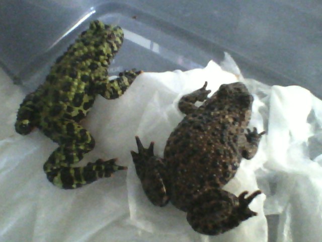 Green - Male   Brown - ? :S