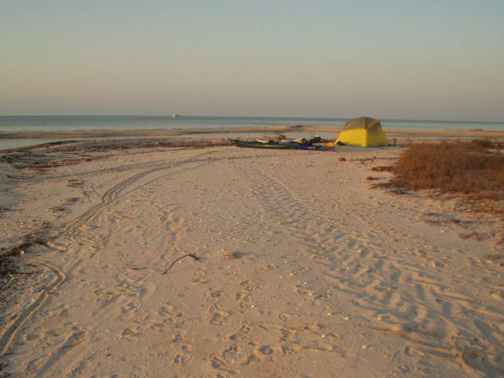 green sea turtle tracks: southern Florida kayak trip (We did not take any pictures of the turtle herself. She came up at night, and I was not sure if 