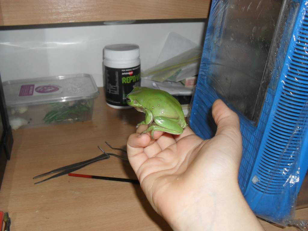 green tree frog, Litoria caerulea