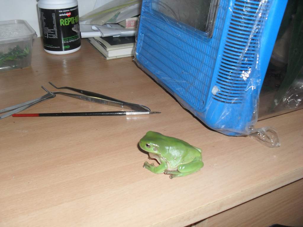 green tree frog, Litoria caerulea