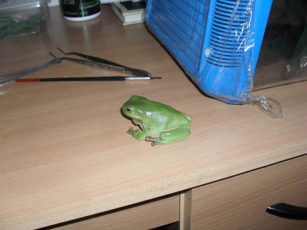 green tree frog, Litoria caerulea