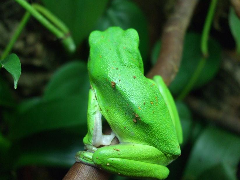 Green Tree Frog Skin Texture