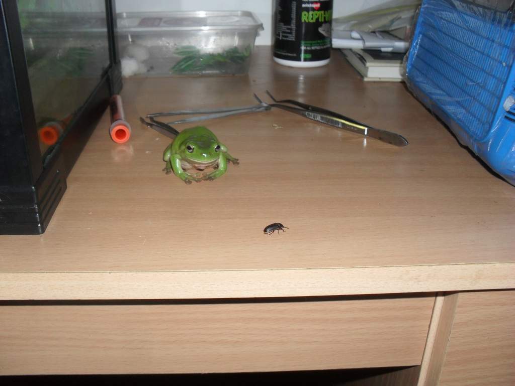 green tree frog with beetle,Litoria caerulea