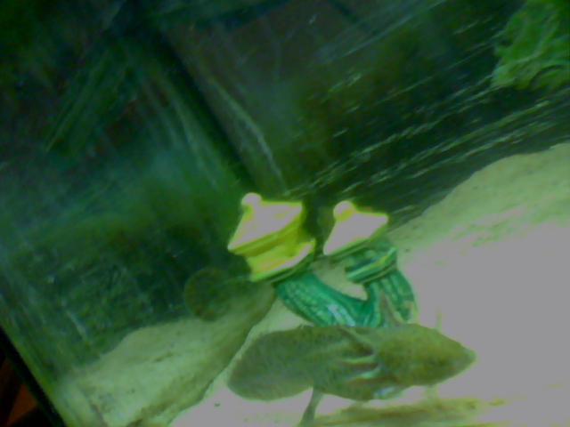 green wild type swiming around