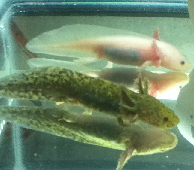 Grep n Voltaire (Voltaire is not my axie, he's my friends)