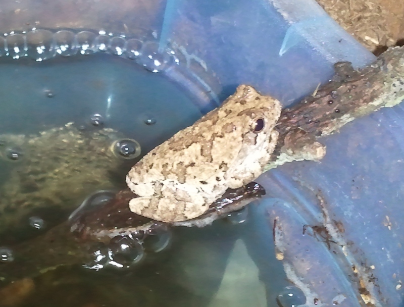 Grey Tree Frog, Bud

Chillin' at the water's edge.