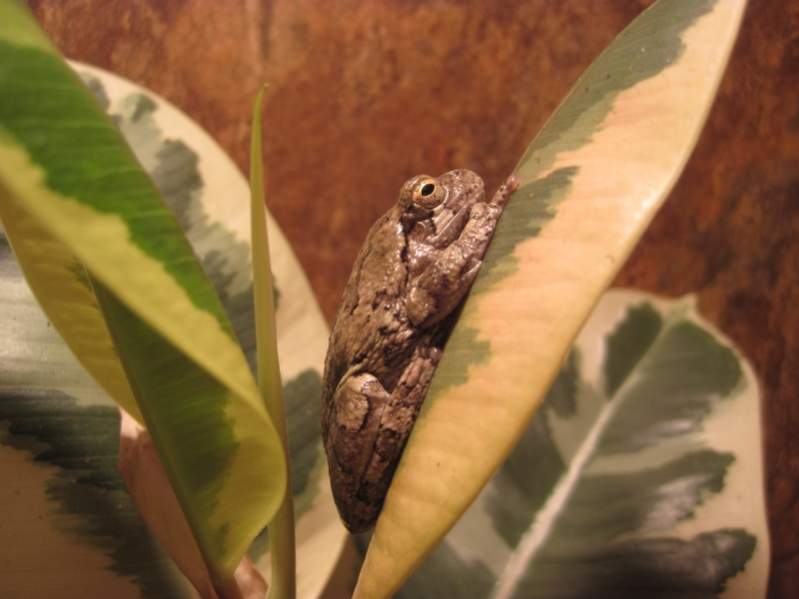 Grey Tree Frog, Bud (I think)