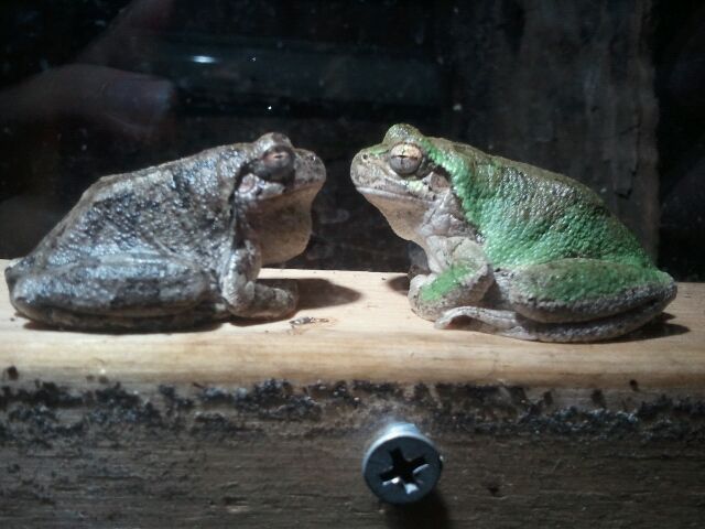 Grey Tree Frog, Bud (left) & Frogger (right)