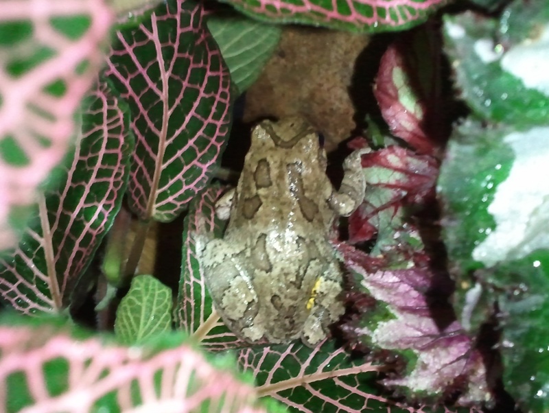 Grey tree frog, Frogger, hiding in the vegetation.  I don't think she knows how to turn pink XD
