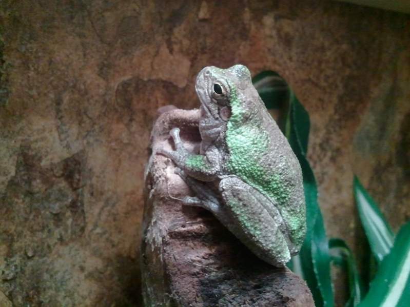 Grey Tree Frog, Frogger