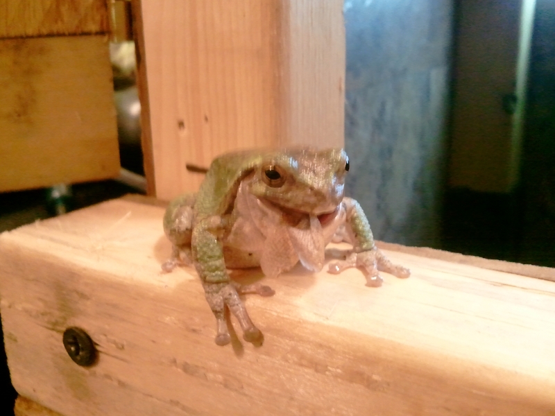 Grey Tree Frog, Frogger