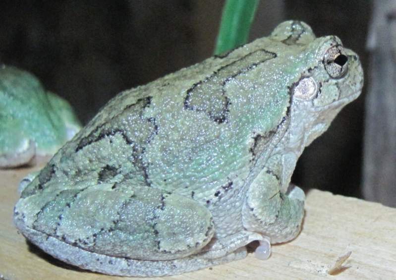 Grey Tree Frog, Frogger