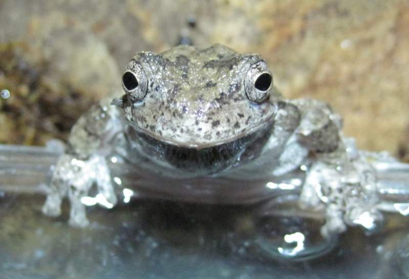 Grey Tree Frog, Kermit (I think)