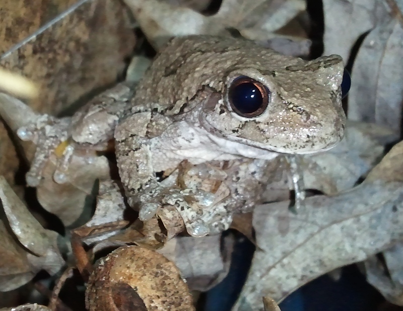Grey Tree Frog, Weiser

She blends perfectly with her surroundings!  Very impressive