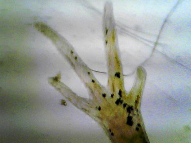 grinch fingers (1 month old)