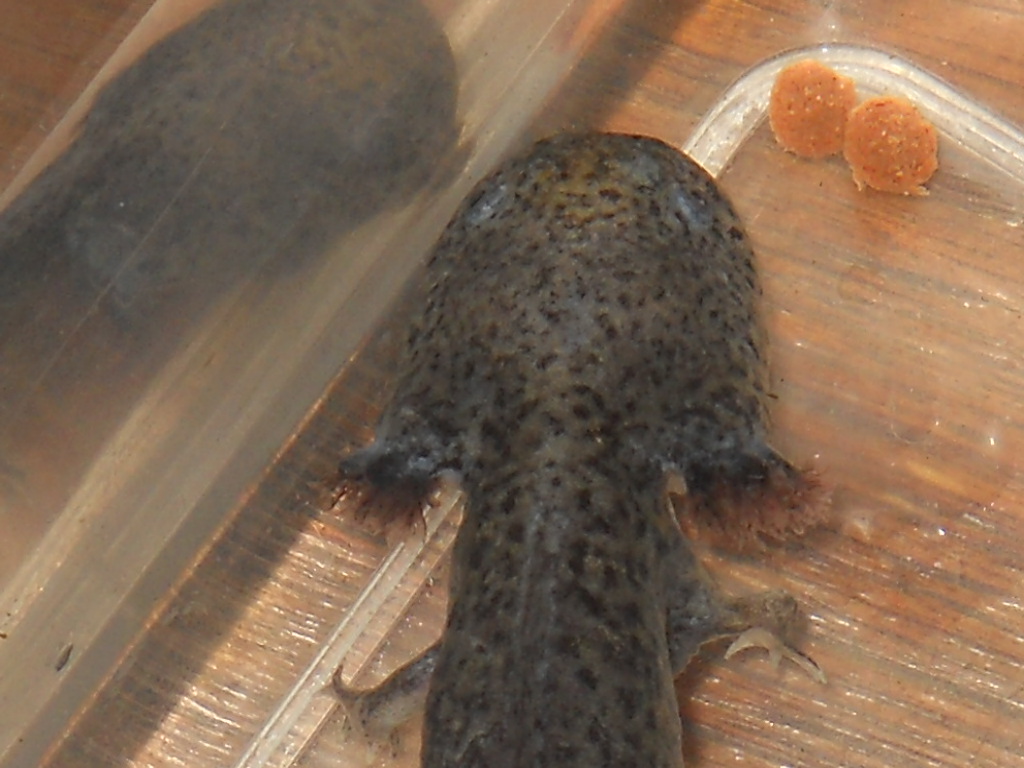 Growing his gills. ♥