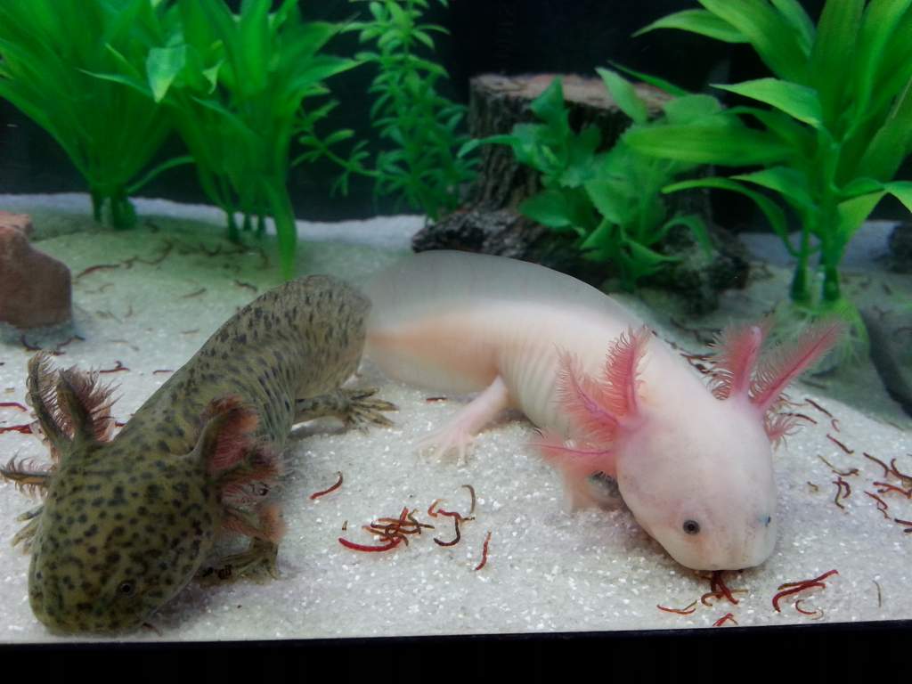Grubs up!